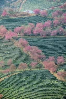 Sapa, Vietnam 'daki çay tepesinde güzel kiraz çiçekleri açıyor.