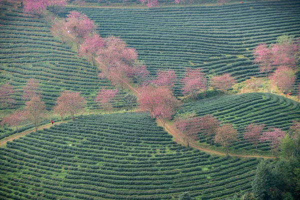 Beautiful Cherry Flowers Bloom Tea Hill Sapa Vietnam — Stock Photo, Image