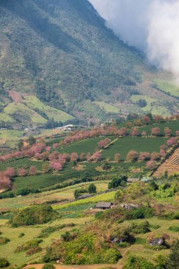 Sapa, Vietnam 'daki çay tepesinde güzel kiraz çiçekleri açıyor.