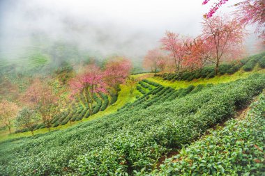 Sapa, Vietnam 'daki çay tepesinde güzel kiraz çiçekleri açıyor.