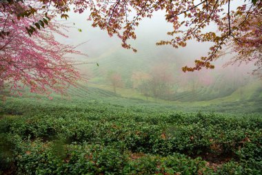 Sapa, Vietnam 'daki çay tepesinde güzel kiraz çiçekleri açıyor.