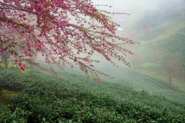 Sapa, Vietnam 'daki çay tepesinde güzel kiraz çiçekleri açıyor.