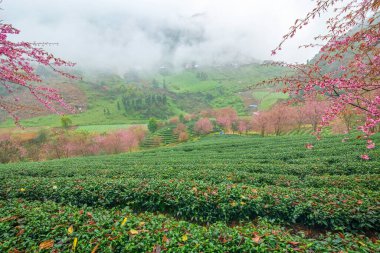 Sapa, Vietnam 'daki çay tepesinde güzel kiraz çiçekleri açıyor.
