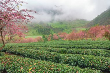Sapa, Vietnam 'daki çay tepesinde güzel kiraz çiçekleri açıyor.