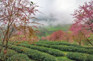 Sapa, Vietnam 'daki çay tepesinde güzel kiraz çiçekleri açıyor.