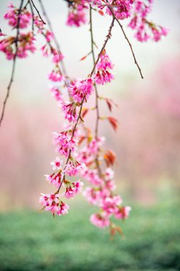Sapa, Vietnam 'daki çay tepesinde güzel kiraz çiçekleri açıyor.