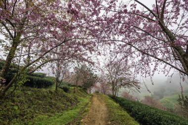 Sapa, Vietnam 'daki çay tepesinde güzel kiraz çiçekleri açıyor.