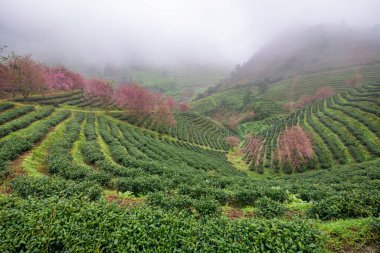 Sapa, Vietnam 'daki çay tepesinde güzel kiraz çiçekleri açıyor.
