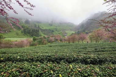 Sapa, Vietnam 'daki çay tepesinde güzel kiraz çiçekleri açıyor.