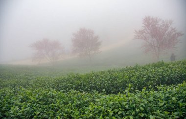 Sapa, Vietnam 'daki çay tepesinde güzel kiraz çiçekleri açıyor.