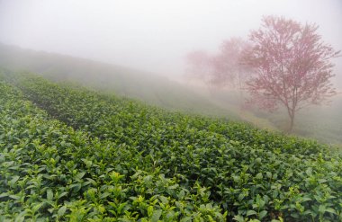 Sapa, Vietnam 'daki çay tepesinde güzel kiraz çiçekleri açıyor.