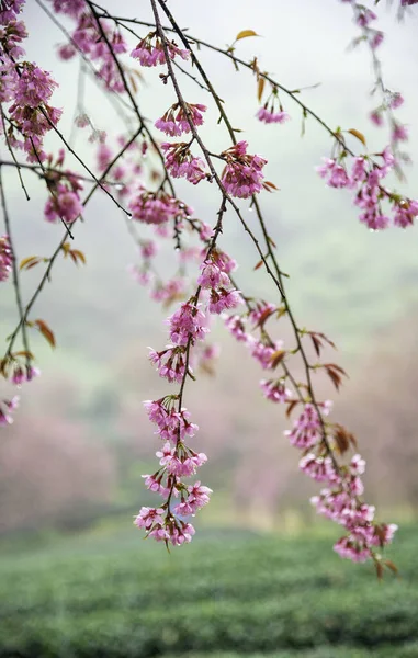 Lindas Flores Cereja Florescem Colina Chá Sapa Vietnã — Fotografia de Stock