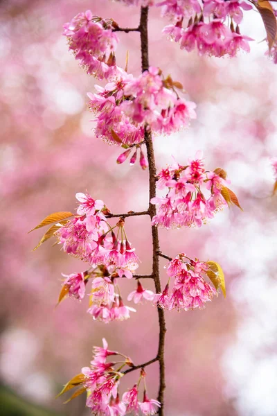Belles Fleurs Cerisier Fleurissent Dans Colline Thé Sapa Vietnam — Photo