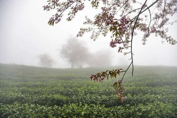 Lindas Flores Cereja Florescem Colina Chá Sapa Vietnã — Fotografia de Stock