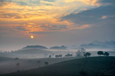 Moc Chau çay tepesinde gün doğumu, Moc Chau köyü, Son La bölgesi, Vietnam
