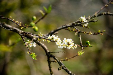 Moc Chau, Vietnam 'daki Naka Erik Vadisi' nde güzel beyaz erik çiçekleri.