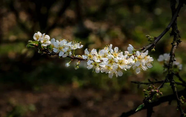 Flores Brancas Bonitas Ameixa Naka Plums Valley Moc Chau Vietnã — Fotografia de Stock