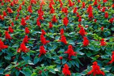 Salvia ihtişamı ya da yaz bahçesinde kızıl adaçayı