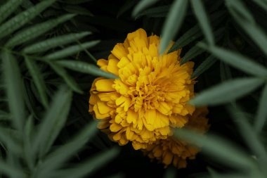 Bahçede çiçek açan yeşil arka planda etiketler