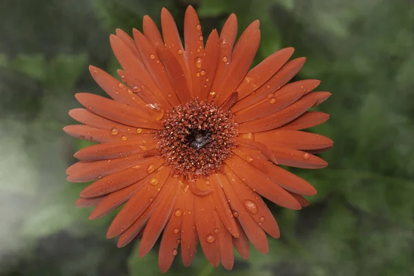 Macro Uma Flor Gerbera Laranja Com Gota Água — Fotografia de Stock