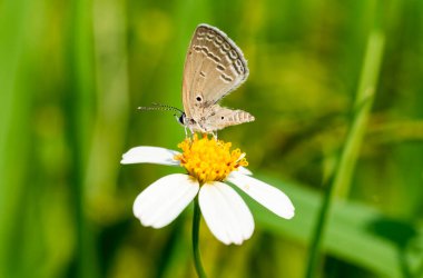 Çiçek 'teki Kelebek' e yaklaş