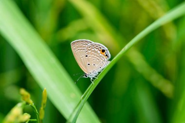 Çiçek 'teki Kelebek' e yaklaş