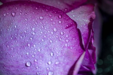 Mor gül makrosu. Yaprakların üzerine su damlası dökülmüş..