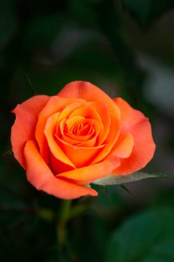 Turuncu gül makrosu. Yaprakların üzerine su damlası dökülüyor..