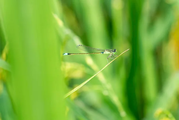 Close Dragonfly Beautiful Detail Blue Tailed Damselfly Summer Day — Stock Photo, Image