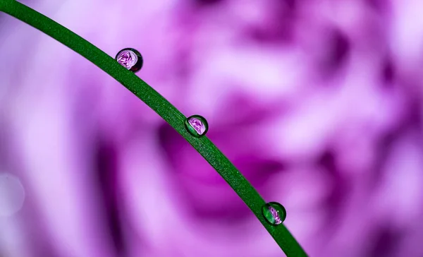 Purple Rose Macro Closeup Water Drop Petals — Stock Photo, Image