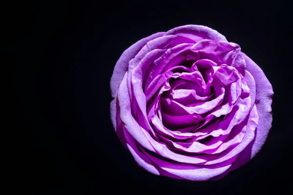 Mor gül makrosu. Yaprakların üzerine su damlası dökülmüş..