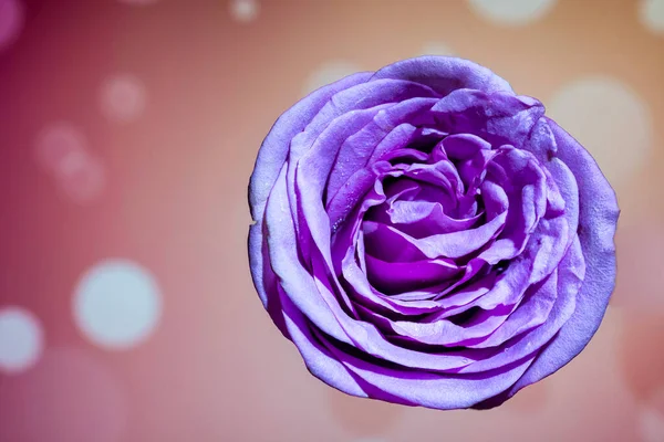 Púrpura Rosa Macro Primer Plano Con Gota Agua Pétalos — Foto de Stock