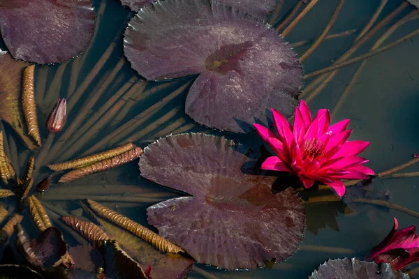 睡蓮の花を咲かせます — ストック写真