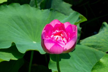 Batı Gölü, Hanoi, Vietnam 'da güzel çiçek açan pembe nilüfer çiçeği.