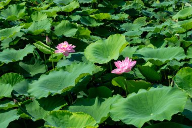 Batı Gölü, Hanoi, Vietnam 'da güzel çiçek açan pembe nilüfer çiçeği.