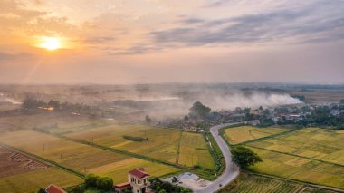 Altın pirinç tarlası Vietnam 'ın kuzeyinde hasat için hazır.