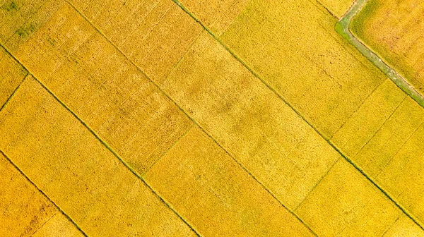 Campo Riso Dorato Pronto Raccolto Nel Nord Del Vietnam — Foto Stock