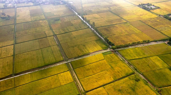 Złote Pole Ryżowe Gotowe Zbiorów Północy Wietnamu — Zdjęcie stockowe