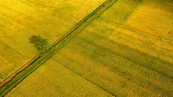 Goldenes Reisfeld Bereit Für Die Ernte Norden Vietnams — Stockfoto