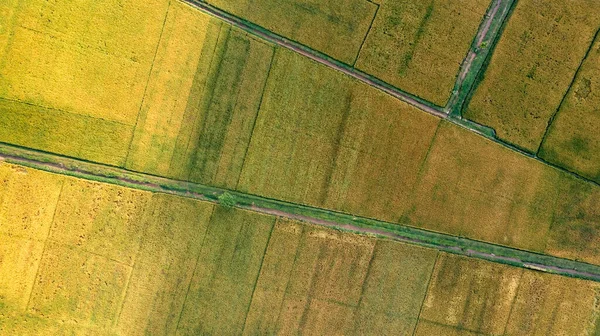 Χρυσός Αγρός Ρυζιού Έτοιμος Για Συγκομιδή Στο Βόρειο Βιετνάμ — Φωτογραφία Αρχείου