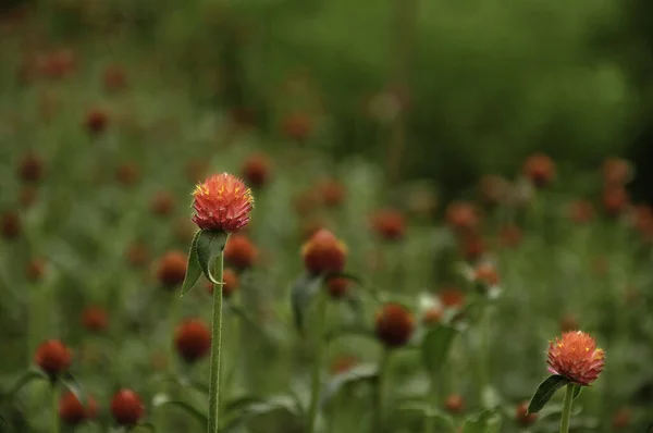 Close Globe Amaranth Gomphrena Globosa Flor — Fotografia de Stock