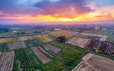 Hasat mevsiminde, huzurlu kırsalda altın bir günbatımının altında parlayan pirinç tarlalarının havadan görünüşü..