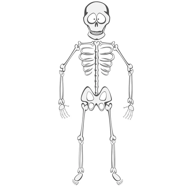 Скелет приятель — стоковий вектор
