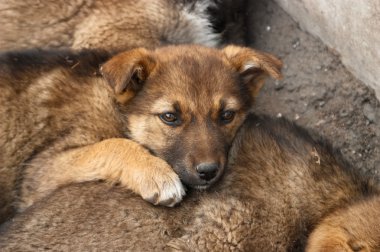 Üzgün evsiz köpek yavrusu üzerinde başka bir köpek yavrusu yatıyor. Yumuşak odak