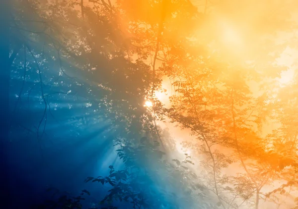 Rauch eines Waldbrandes steigt durch die Bäume auf. Sonnenlicht filtert durch den Dunst. Farbgestaltung — Stockfoto