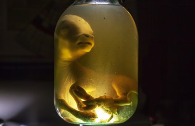 Formaldehit hayvan embriyo