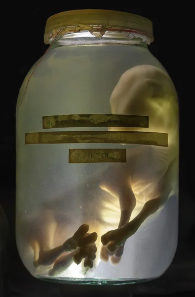 Formaldehit hayvan embriyo