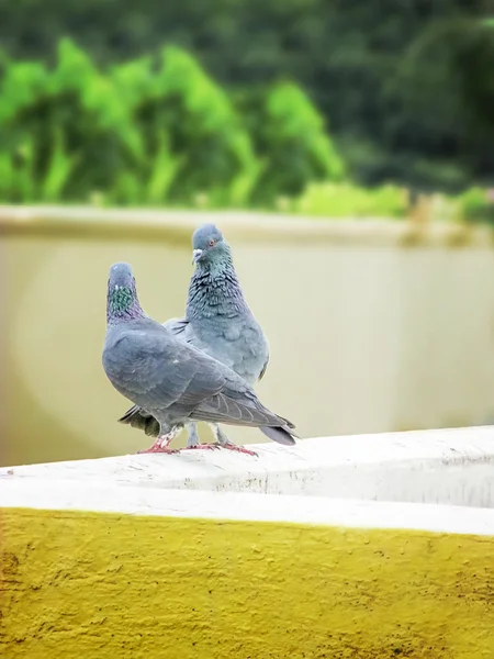 Love Pair- pareja de Pegion — Foto de Stock