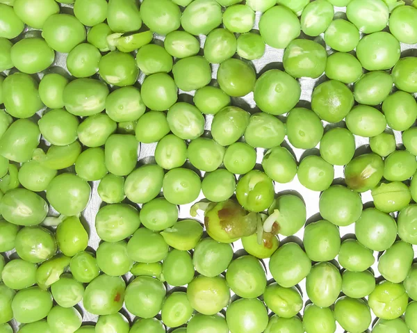 Piselli verdi e frutto di pisello il legume su bianco . — Foto Stock