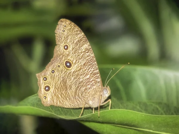 Schmetterling sitzt auf Mangoblättern. — Stockfoto